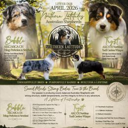 Australian Shepherd puppies from Northern Latitudes