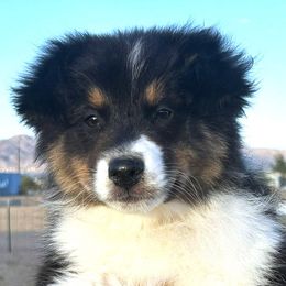 Maverick - Black tri-color male Australian Shepherd puppy in Golden Valley, Arizona from Desert Wind Kennels