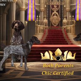 German Shorthaired Pointers from Crossroad kennel