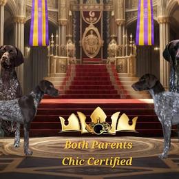 German Shorthaired Pointers from Crossroad kennel