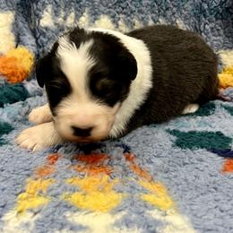 Rowdy - Black tri-color male Australian Shepherd puppy in Sedalia, Missouri from Affinity Aussies