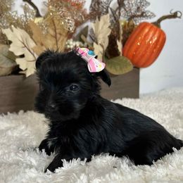 Angel's black female - Parti female Yorkshire Terrier puppy in Denver, Colorado from Melrey's paws