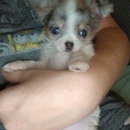 Sophia - Merle female Chihuahua puppy in Federalsburg, Maryland from Mobley Chihuahuas
