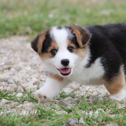 Cardigan Welsh Corgi and Pembroke Welsh Corgi Puppies from QueenE Corgi Farm