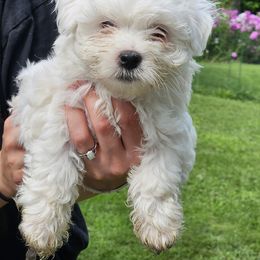 Coton de Tulear Puppies from Ferne's Kintana Cotons
