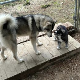Siberian Husky Puppies from WILLIAM HUNDLEY