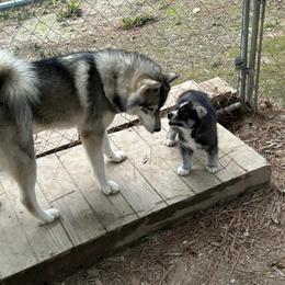 Siberian Husky Puppies from WILLIAM HUNDLEY