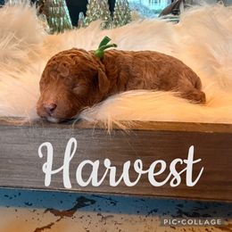 Harvest - Blenheim male Cavapoo puppy in Chattanooga, Tennessee from Scenic City Doodles