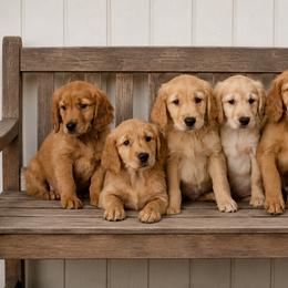Golden Retriever Puppies from Golden Roots Retrievers