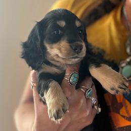 Black and cream girl 2 - Black and cream female Dachshund puppy in Wickenburg, Arizona from Glossy Doxies