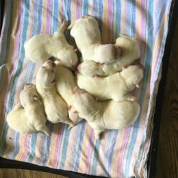Bailey - White male West Highland White Terrier puppy in Park Rapids, Minnesota from Peggy’s Terriers