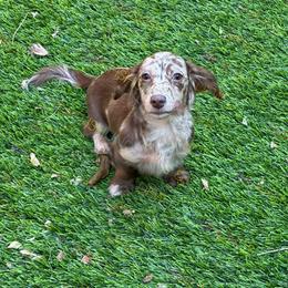 Anna - Dachshund