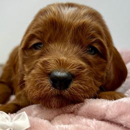 White Female - Apricot female Goldendoodle puppy in Great Falls, Montana from Montana Goldendoodles