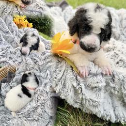 Boy TWO - Parti male Poodle puppy in Detroit, Michigan from QaeQaePups LLC
