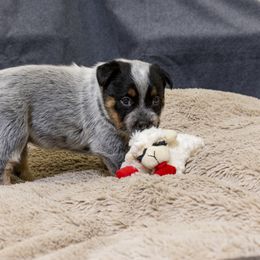 Australian Cattle Dog Puppies from Littletrouble Cattle Dogs
