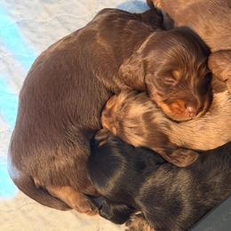Hershey - 3500 - Chocolate and tan male Dachshund puppy in Humble, Texas from Foley Dachshunds