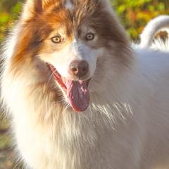 Haklo - Native American Indian Dog