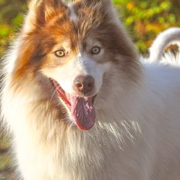 Haklo - Native American Indian Dog