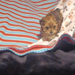 Biewer Terrier, Yorkipoo, and Yorkshire Terrier Puppies from Tiny Paws Luxury Pets