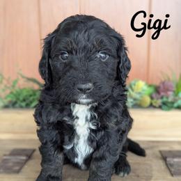 Gigi - Tri-color female Bernedoodle puppy in Lancaster, Minnesota from Richardville Hunde