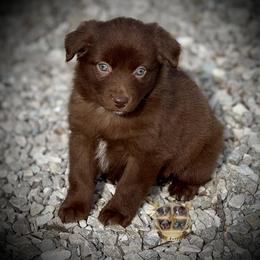Louisiana - female Miniature Australian Shepherd puppy in El Dorado Springs, Missouri from HP Aussie Kennels