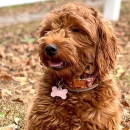 Reagan - Goldendoodle
