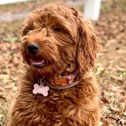 Reagan - Goldendoodle