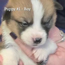 Puppy 1 - Fawn male Pembroke Welsh Corgi puppy in Buffalo, Wyoming from Diamond K Corgis