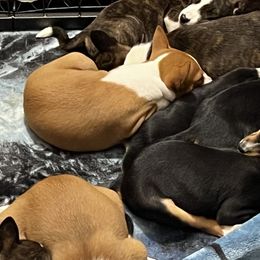 Basenjis from Skywalker Basenjis