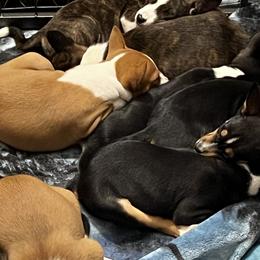 Basenjis from Skywalker Basenjis