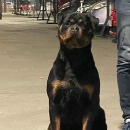 Dalila - Rottweiler
