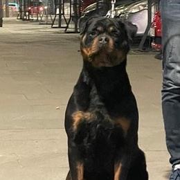 Dalila - Rottweiler