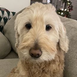 Rosie Bell - Goldendoodle