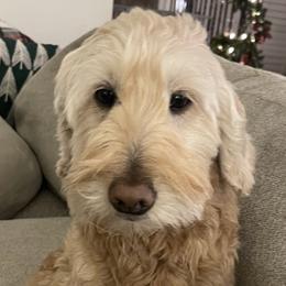 Rosie Bell - Goldendoodle