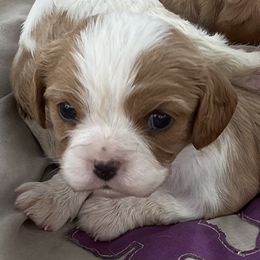 Dear John - Blenheim male Cavalier King Charles Spaniel puppy in Taylor, Michigan from Shannon's Cavalier King Charles Spaniels