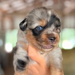 Zena ASDR - Blue merle female Miniature Australian Shepherd puppy in Polk City, Florida from Skaky Shepherds