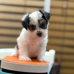 Santa - Black & tan tri-color male Morkie puppy in Oakland, Kentucky from Imperial Dogs
