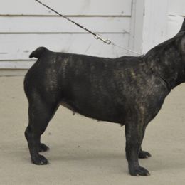 American Bulldog and French Bulldog All Grown Up from EliAna Kennels