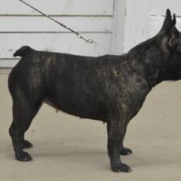 American Bulldog and French Bulldog All Grown Up from EliAna Kennels