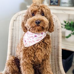 Roo - Goldendoodle
