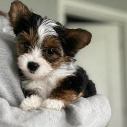 Minnie - Parti female Yorkshire Terrier puppy in Silver Springs Shores, Florida from Top Notch Pupz