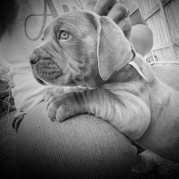 Cane Corso Puppies from Killing Joke Cane Corsos