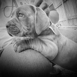 Cane Corso Puppies from Killing Joke Cane Corsos