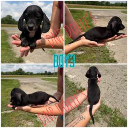 Boy 3 - Black male Dachshund puppy in Rushsylvania, Ohio from DNP Doxies