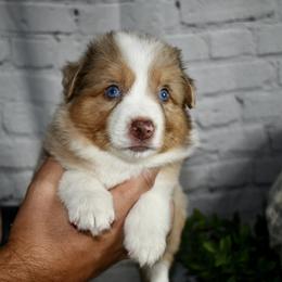 Miniature Australian Shepherd Puppies from B my Sunshines Mini Aussies