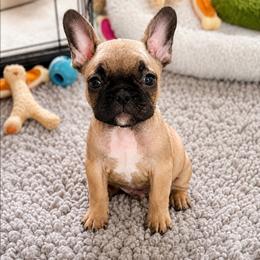 Finn - Fawn male French Bulldog puppy in Homosassa, Florida from Terra Sassa