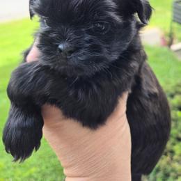 Kingston - Black male Shih Tzu puppy in Waynesboro, Pennsylvania from Big Win Shih Tzus