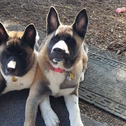 Akita Puppies from Mizuki Akita LLC.