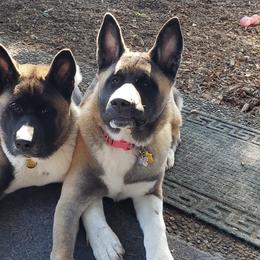 Akita Puppies from Mizuki Akita LLC.