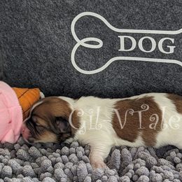 Coton de Tulear Puppies from Gil-VTales